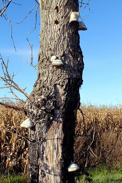 De Chozas a Villar de Mazarife por el Camino de Santiago: lagunas y sorpresas.