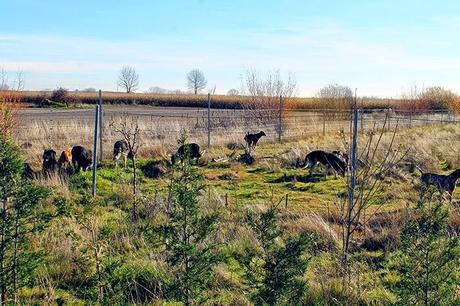 De Chozas a Villar de Mazarife por el Camino de Santiago: lagunas y sorpresas.