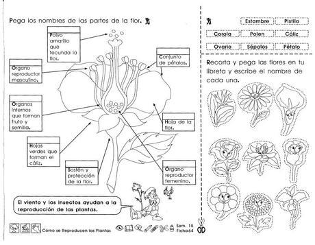Cómo se reproducen las plantas: 3er grado Cómo se reproducen las plantas
