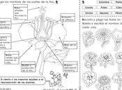 Cómo reproducen plantas: grado