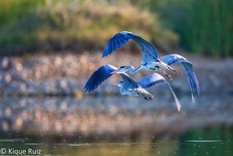 Review Canon EOS 7D Mark II