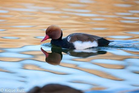 Review Canon EOS 7D Mark II