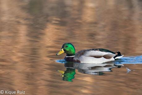 Review Canon EOS 7D Mark II