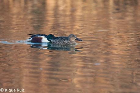 Review Canon EOS 7D Mark II