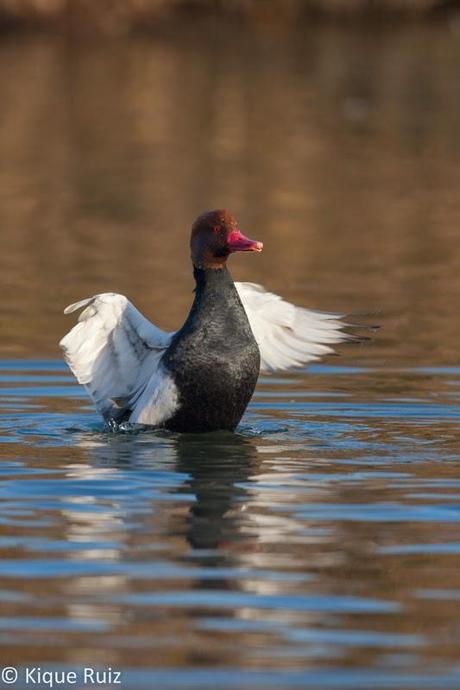 Review Canon EOS 7D Mark II