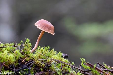 Review Canon EOS 7D Mark II