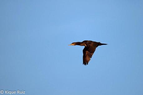 Review Canon EOS 7D Mark II