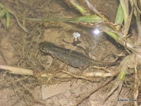 Comienza la reproducción en las charcas... - Begins breeding amphibians in seasonal ponds...