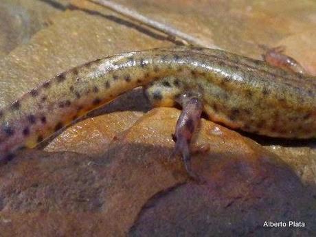 Comienza la reproducción en las charcas... - Begins breeding amphibians in seasonal ponds...