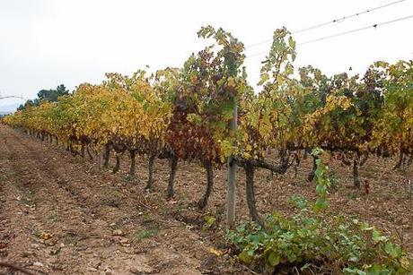 Bodegas-J-Miquel-Jane-bacoyboca-5