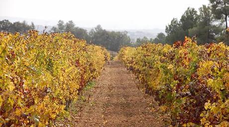 Bodegas-J-Miquel-Jane-bacoyboca-7