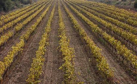 Bodegas-J-Miquel-Jane-bacoyboca-4