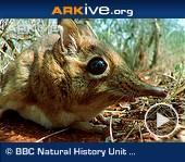 ARKive video - Rufous elephant-shrew using pathways to evade predators and hunt for insect prey