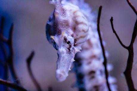 Seahorse is the title given to 54 species of marine fish in the genus Hippocampu