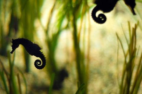 Seahorse silhouette, in the shadows at Monterey Bay Aquarium