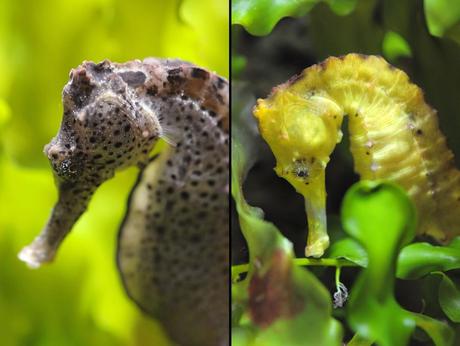 Macro photography of a gray and of a yellow seahorse at Zurich Zoo