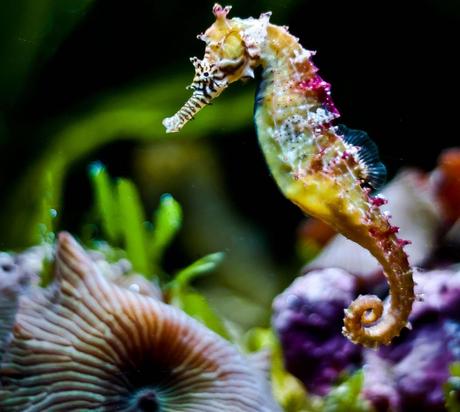 Rainbow-colored seahorse