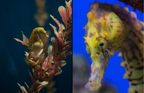 Potbelly seahorse and seahorse ultra closeup