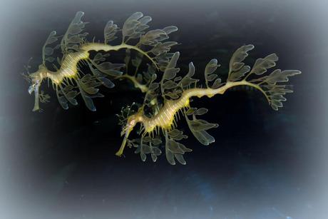 Leafy Seadragons swim-dancing at Dallas Aquarium
