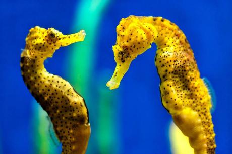 Seahorses, Couple for life