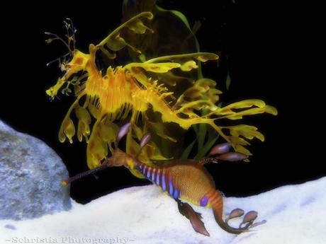 Leafy Seadragon & Weedy Seadragon