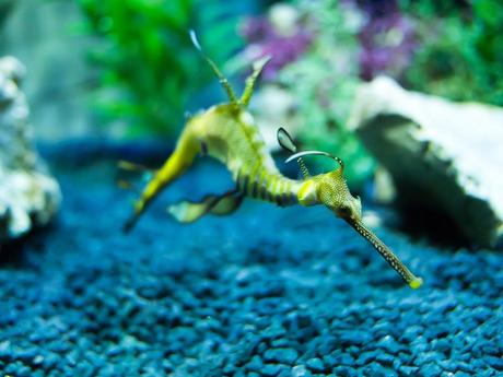 Weedy seadragon, bizarrely appearing to fly through the water