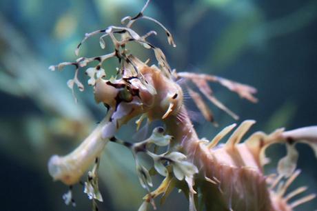 Up close and personal with a leafy seadragon