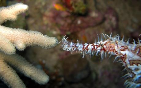 As seen on night dive, pipefish kissing coral