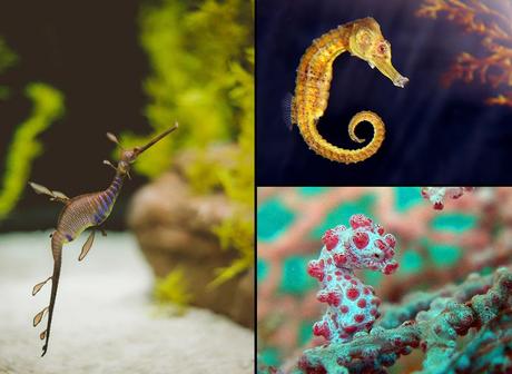 Stunning seahorses, seadragons, pygmy seadragon