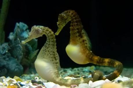 Potbelly Seahorses at Tennessee Aquarium, Chattanooga, TN