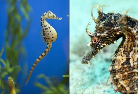 Pot-bellied and Lined Sea horses