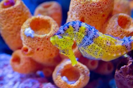 Seahorse in Birch Aquarium