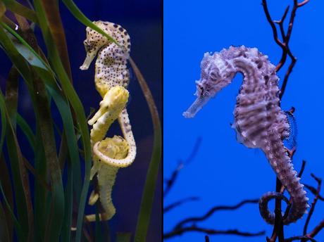 Seahorse cluster, tail around head, and closeup of seahorse