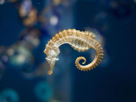 Seahorse at Oregon Coast Aquarium