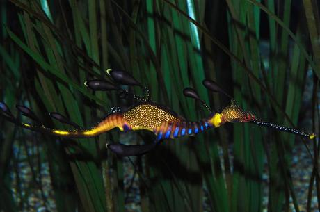 Phyllopteryxm Weedy Seadragon