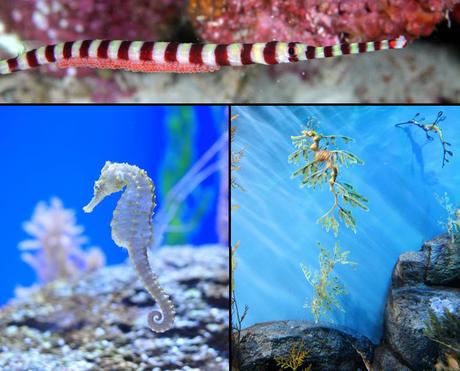 Entire family of Syngnathidae fish which includes seahorses, pipefishes, weedy seadragons and leafy sea dragons
