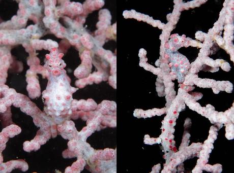 Pygmy seahorse well-camouflaged to blend in with the soft coral around Cebu, Philippines