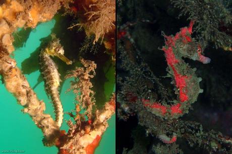 Seahorse, master of disguise via camouflage and some change colors to blend into their environment