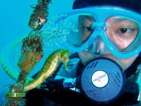 Scuba diving with a 'great seahorse'