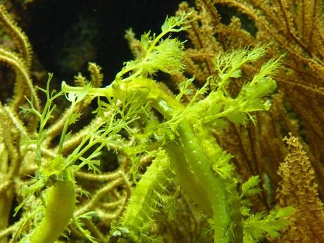 Seahorses, frilly 'pipehorses' or leafy seadragons in Wilhelma zoo and botanical garden, Germany