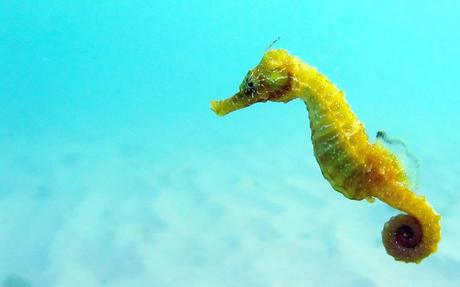 The Black-Sea seahorse is a rare sight in the shallow waters of Eforie-Sud