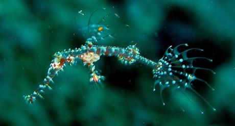 Juvenile Ornate Ghost PipeFish