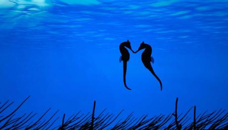 Kissing seahorses at the Montery Bay Aquarium