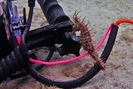 Underwater photography, lined seahorse swimming near diving gear