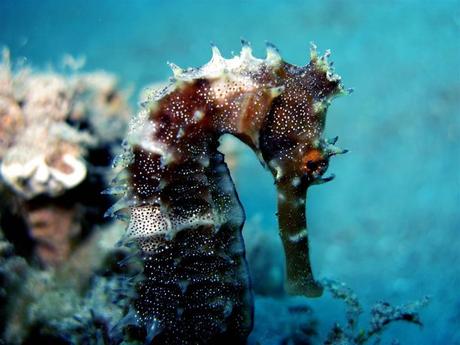 Thorny Seahorse - Hippocampus jayakari - in Egypt. It can change color to blend in with its surroundings