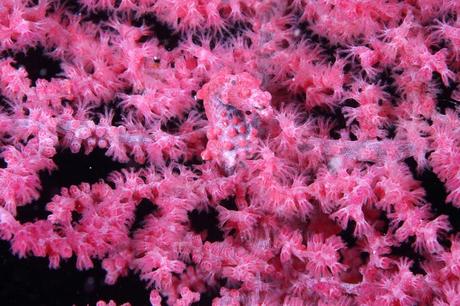 Pygmy Seahorse beautifully camouflage among soft coral in Cabilao island, Philippines