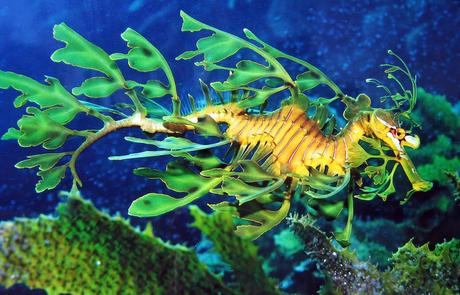 The leafy seadragon is protected by the Australian government