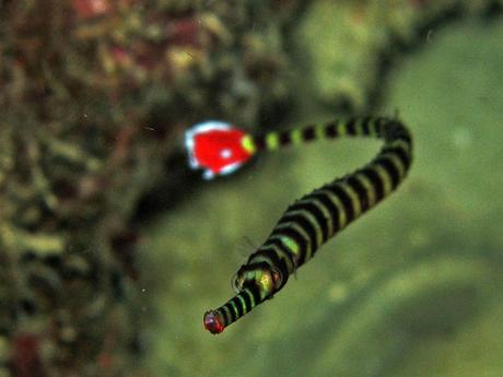 Toothless pipefish is snake-like and has a long, thin straight body and tail