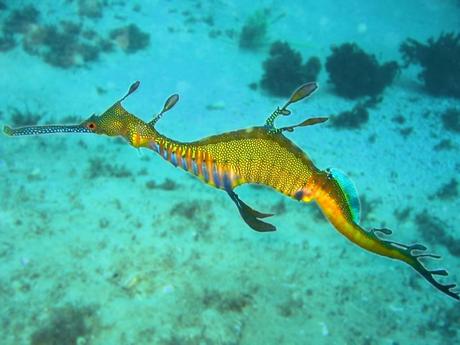 Weedy seadragon in Cabbage Tree Bay, Sydney, Australia