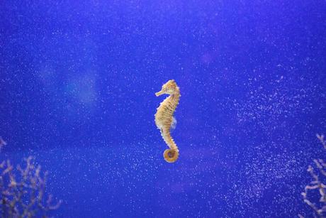 Elusive seahorse